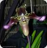 Paph. hirsutissimum